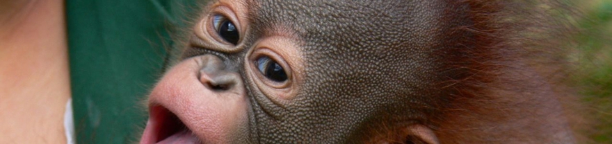 Bebé orangután