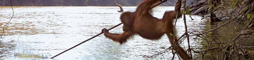 Orangutana pescando