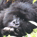 Gorilla beringei joven