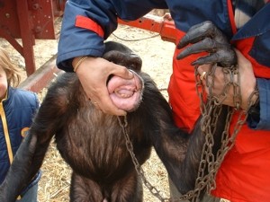 2faltadedientes.jpg