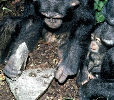 Algunos chimpancés ya están en la Edad de Piedra afirman científicos de 3 continentes