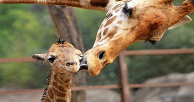 Animales de luto; estudios apuntan que también pasan por un duelo