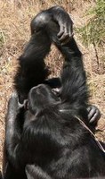 Cada «tribu» de chimpancé tiene su propio saludo