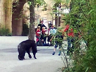 Cinco chimpancés escapan construyendo una rudimentaria escalera.