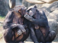 Los chimpancés crean confianza con amigos