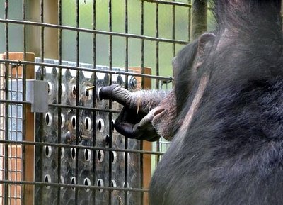 Los chimpancés resuelven rompecabezas por diversión