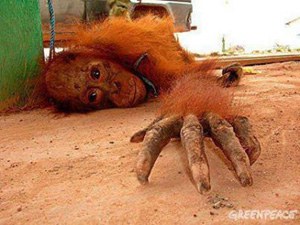 Prostitución y abusos sexuales con orangutanes