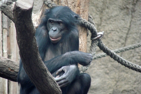 Secuenciado el genoma del bonobo, nuestro pariente más sociable