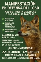 Comunicado urgente en defensa del lobo ibérico