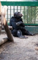 Historia del chimpancé Toti. 