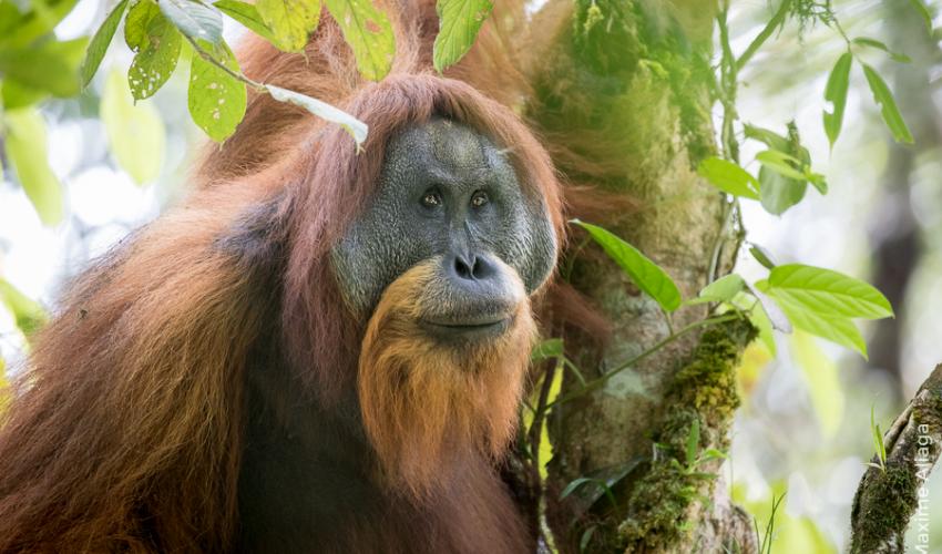 LA UICN (UNIÓN INTERNACIONAL PARA LA CONSERVACIÓN DE LA NATURALEZA) PIDE MORATORIA PARA PROYECTOS QUE PONEN EN PELIGRO LAS POBLACIONES CRÍTICAS DEL ORANGUTÁN TAPANULI EN SUMATRA