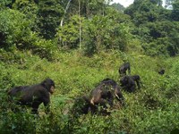 Nueva pregunta Parlamentaria del Senado a raíz de Nota de Prensa del Proyecto Gran Simio sobre el Bosque Ebo de Camerún.