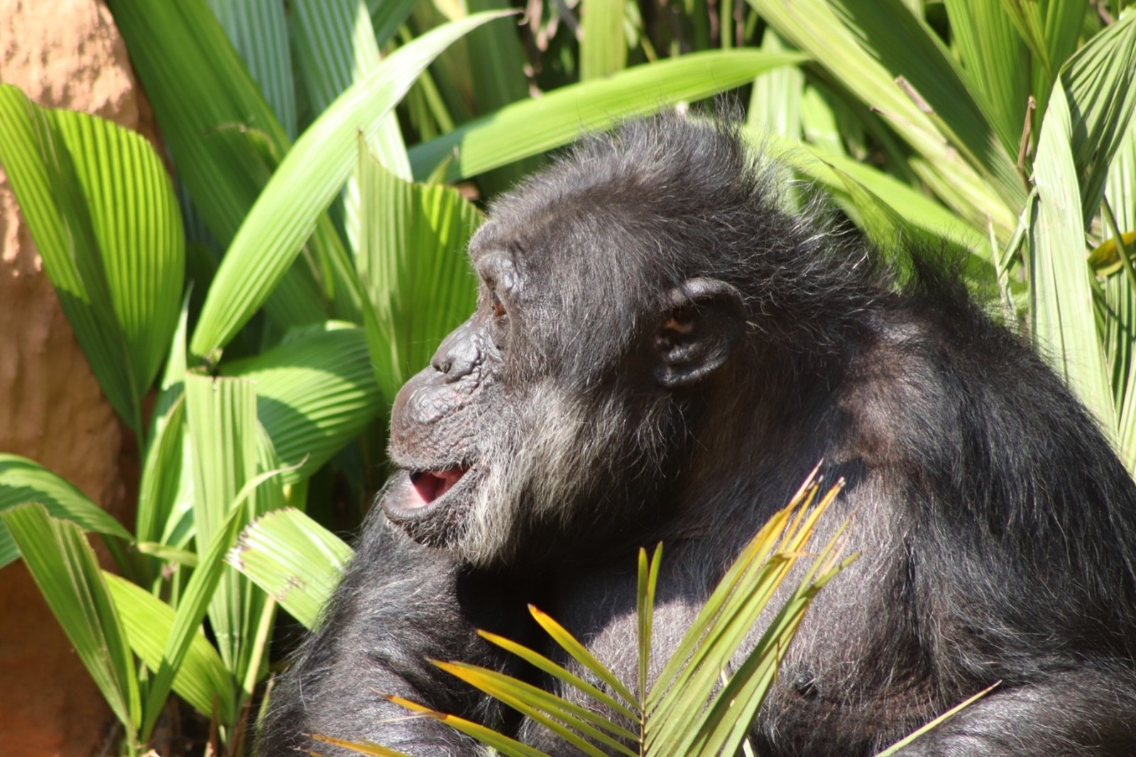 PROYECTO  GRAN SIMIO DE BRASIL JUNTO CON OTRAS ENTIDADES ANIMALISTAS, CONSIGUEN QUE UN TRIBUNAL DE JUSTICIA ORDENE  EL INGRESO DE UN CHIMPANCÉ AL SANTUARIO COLABORADOR DEL PGS/GAP EN SOROCABA (BRASIL).