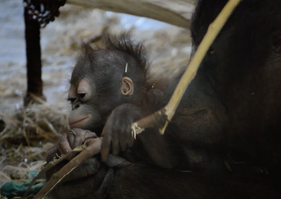 Proyecto Gran Simio lamenta la muerte de kanelo, cría de orangután y exigen responsabilidades al zoo de Barcelona.  