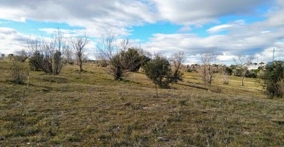 PROYECTO GRAN SIMIO REALIZA UNA PLANTACIÓN DE 250 ENCINAS  JUNTO PARQUE REGIONAL DE LA CUENCA DEL MANZANARES EN TRES CANTOS (MADRID).