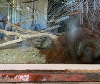 Proyecto Gran Simio solicita al nuevo gobierno municipal el cumplimiento de la ordenanza sobre el zoo de Barcelona.  