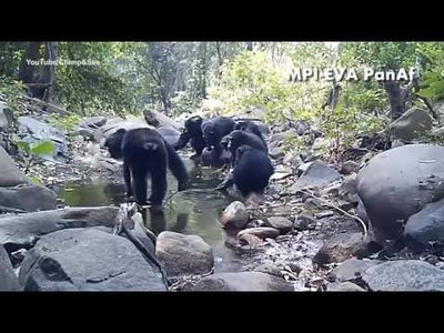 Chimpancés pescando algas en Bakoun, Guinea