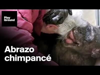La última despedida de una chimpancé a su amigo